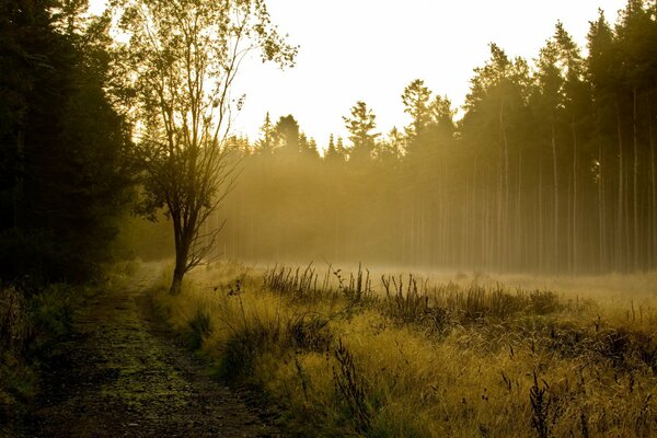 Hermoso paisaje bosque en la niebla