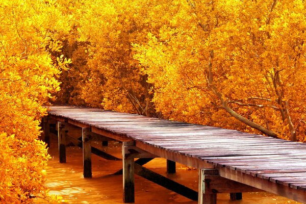 Der goldene Herbst besticht durch seine Farben