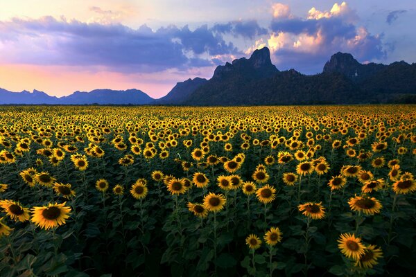 Campo amarillo de girasoles bajo las nubes