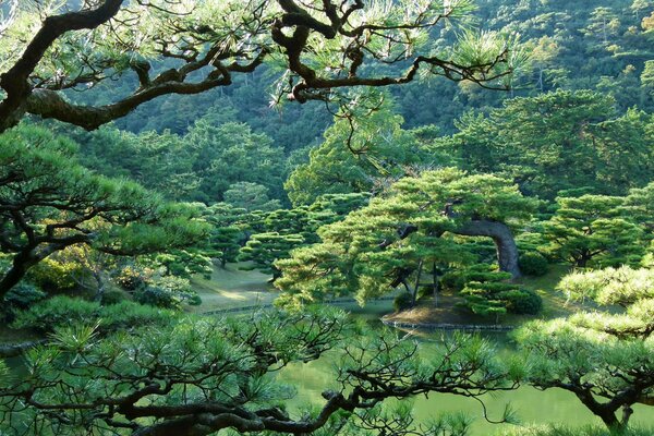 Die Pracht des japanischen Parks in Gegenwart von Grün