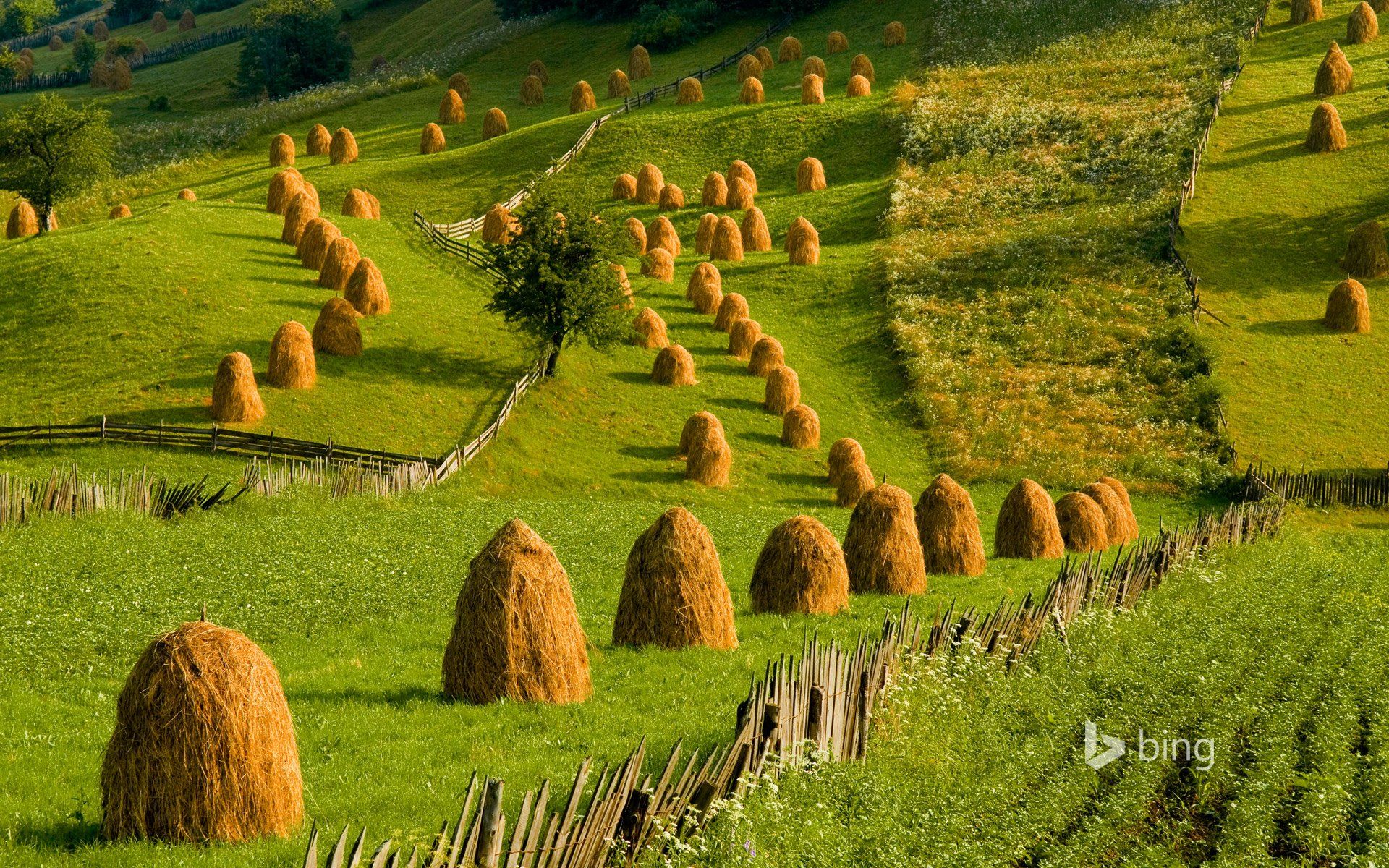 rumania bukavyna colinas hierba pila copna