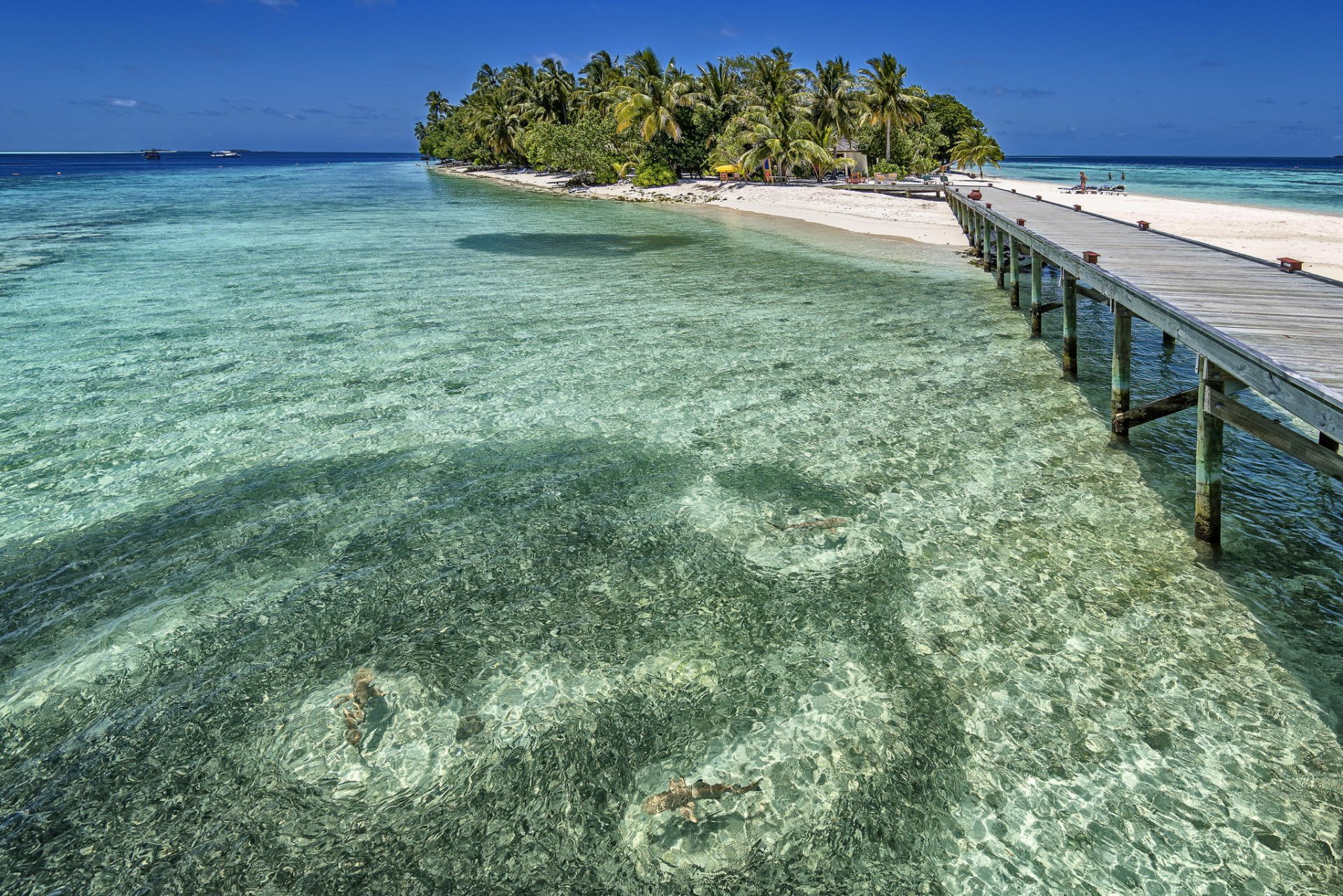 malediwy ocean ośrodek lato wyspa palmy