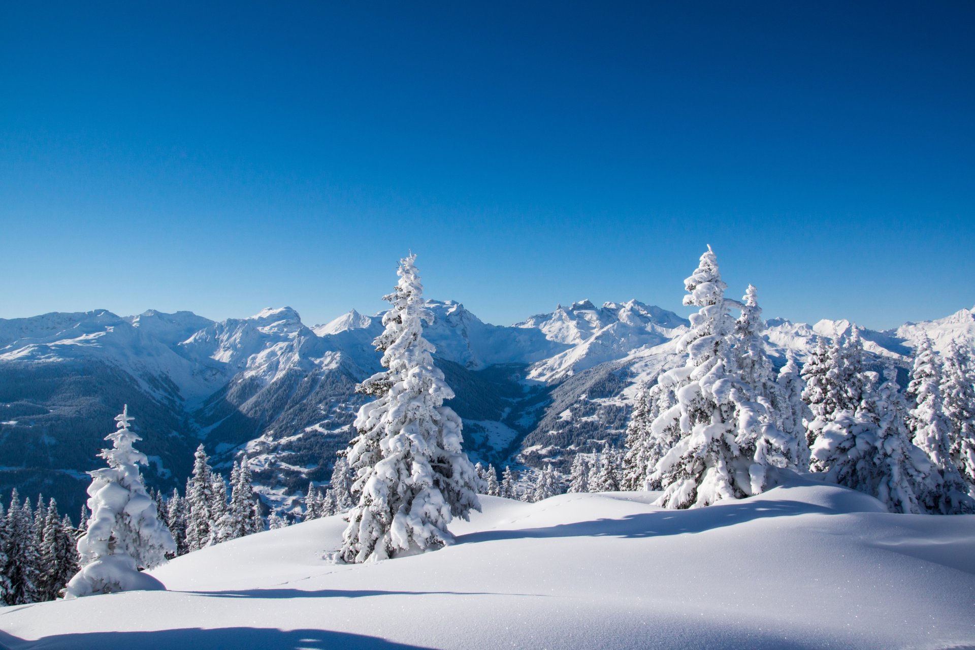 winter schnee berge bäume tannen