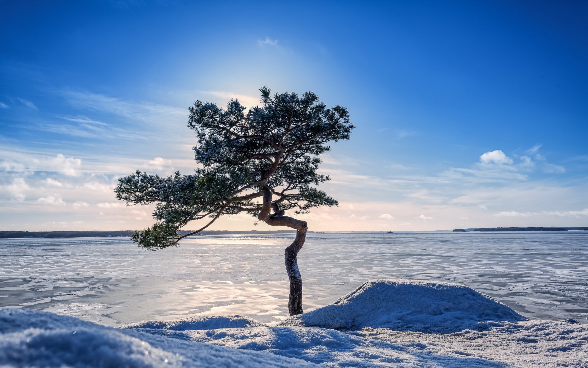 winter lake tree