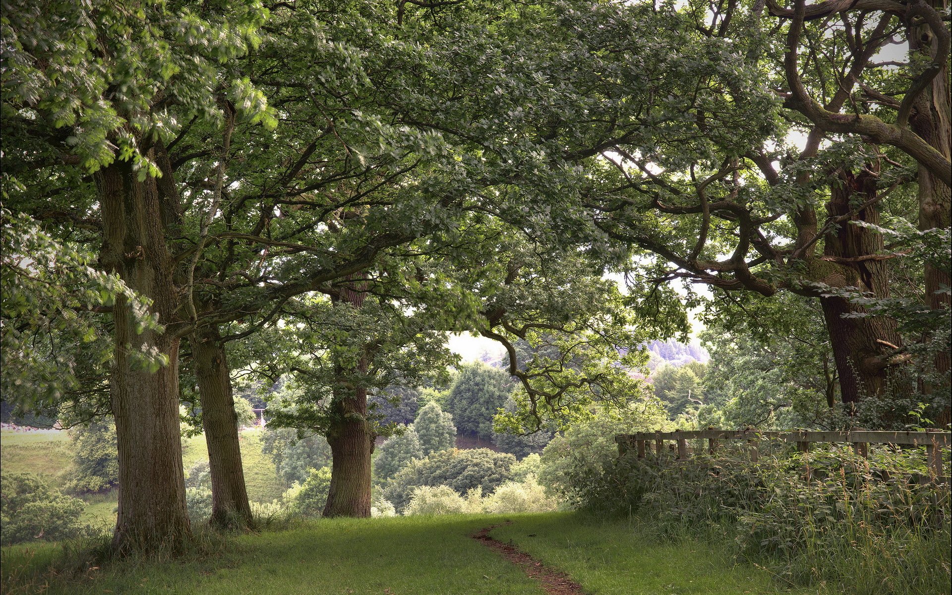 tree fence road nature landscape