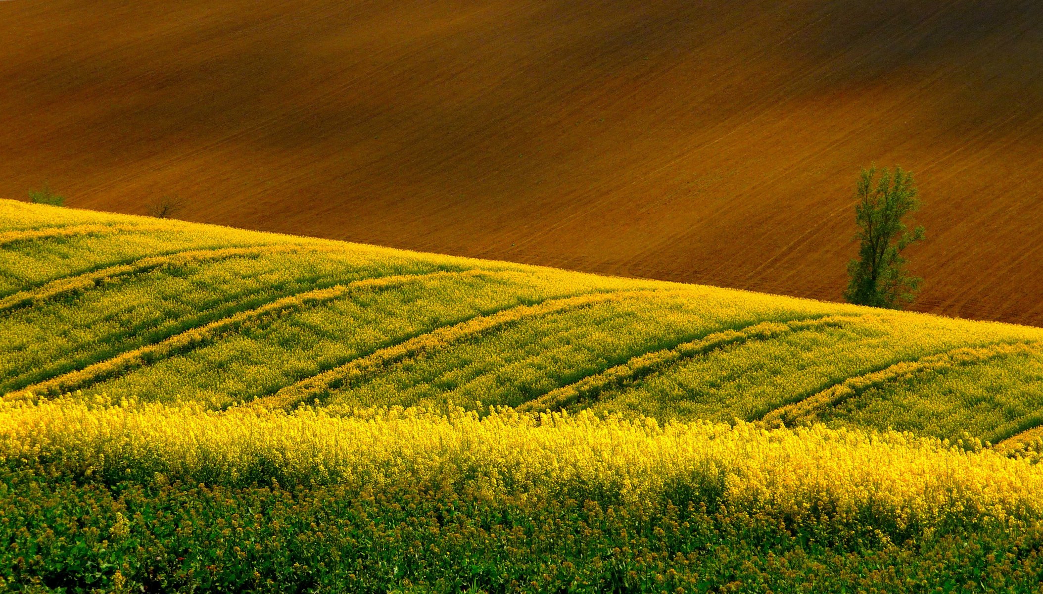 campo colza aratura albero