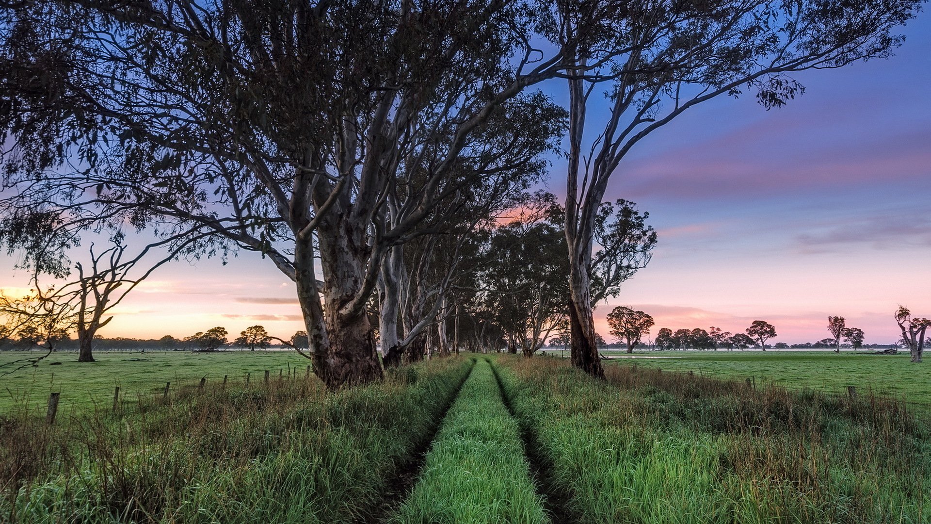 koleiny australia południowa penola wczesne światło poranne