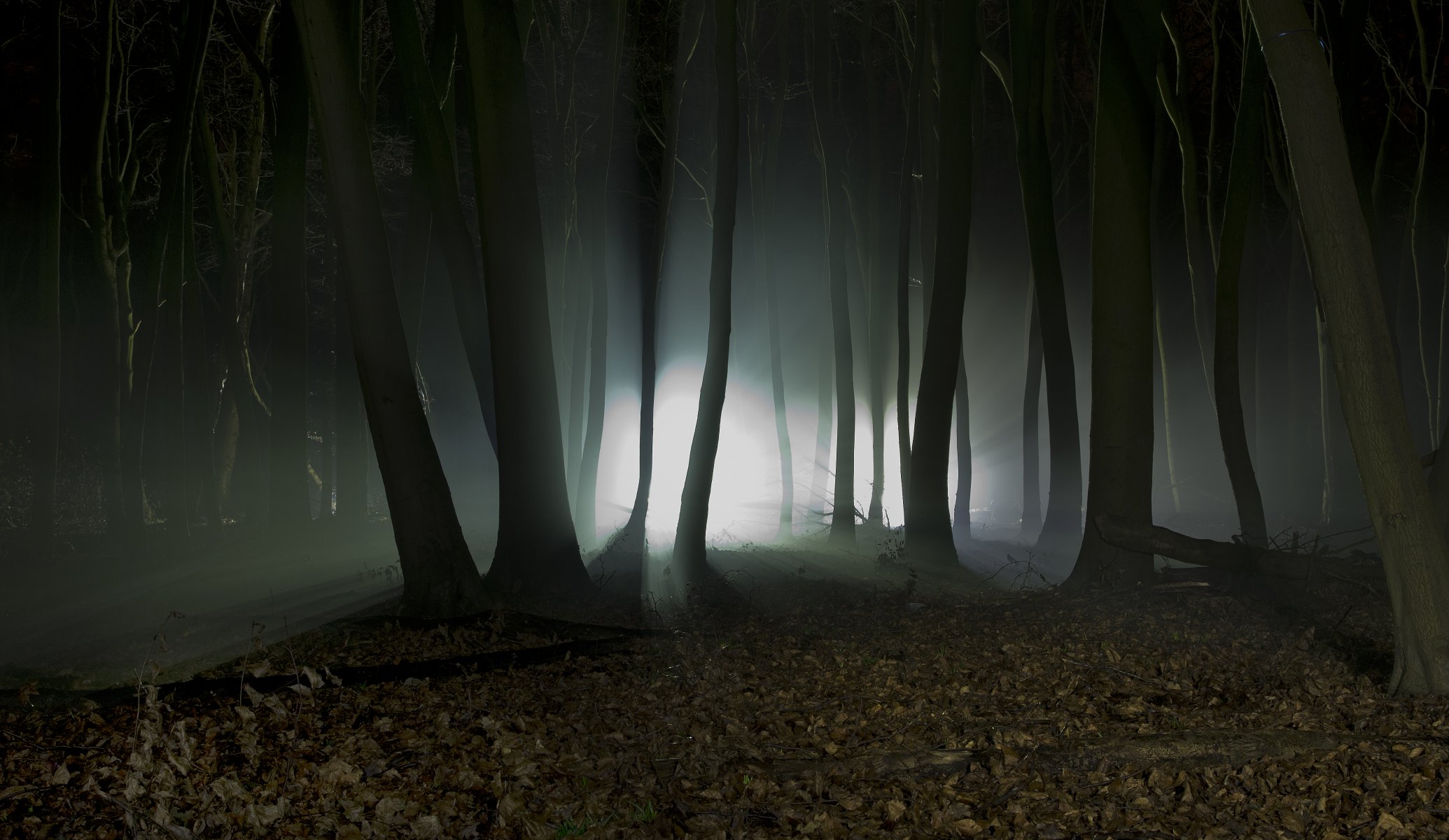 paisaje naturaleza bosque árboles noche siluetas