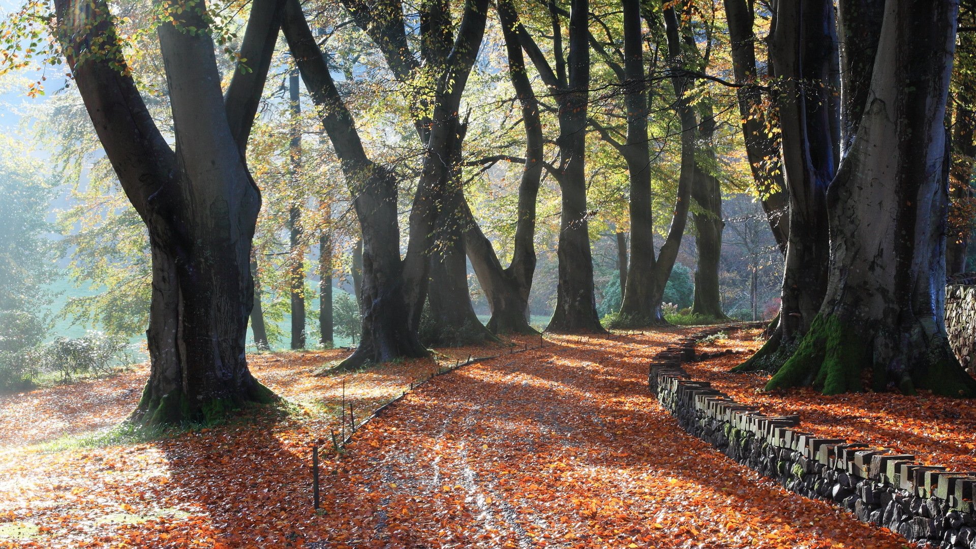 parco alberi autunno natura