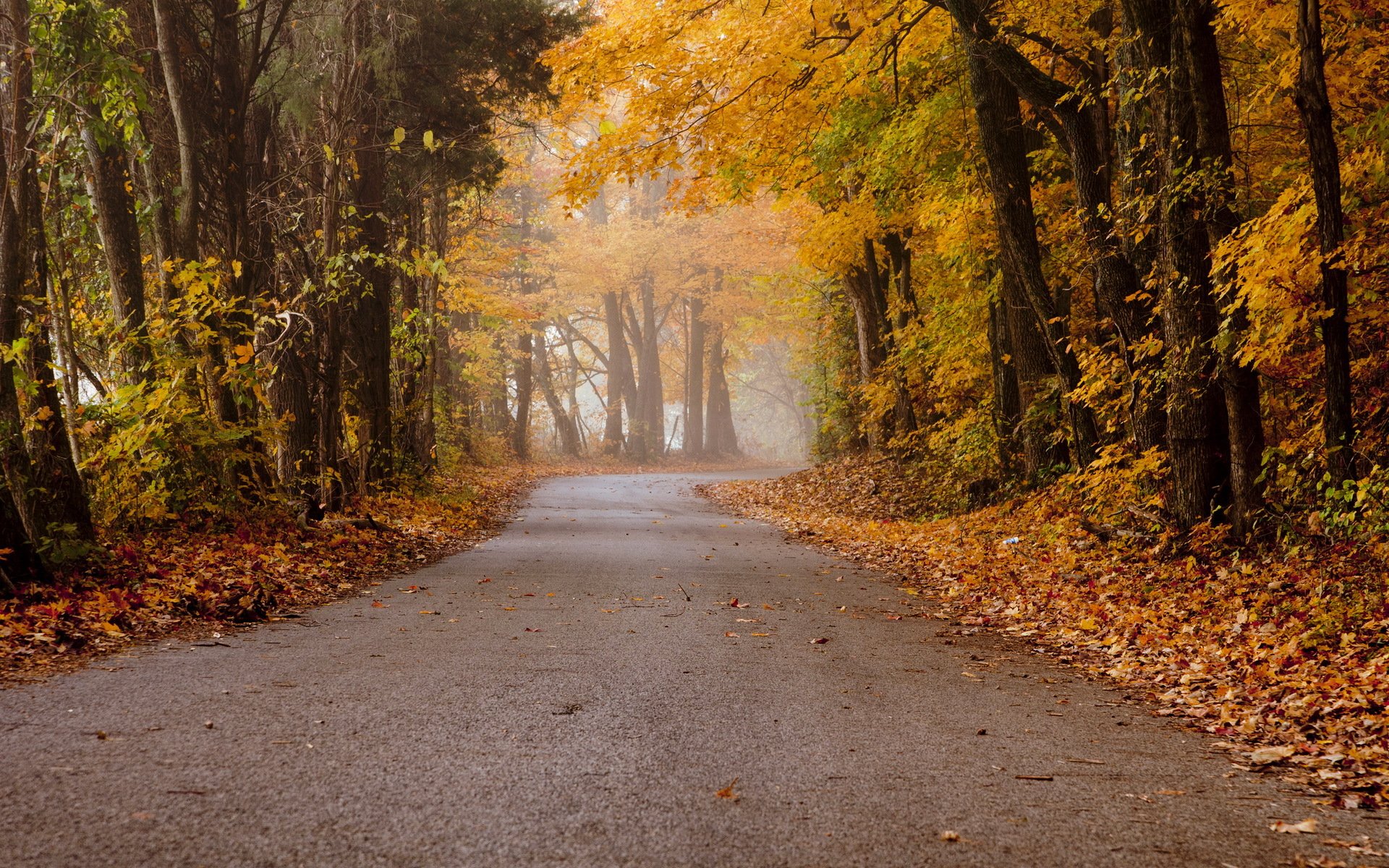 autumn road landscape