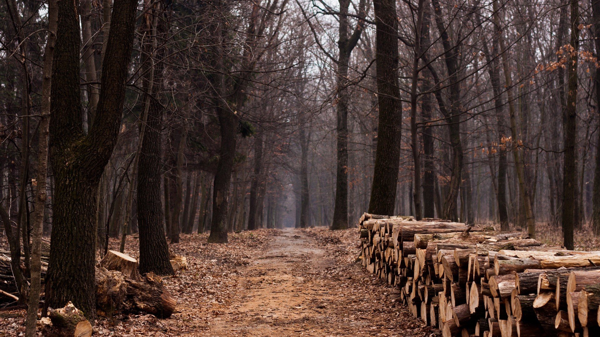 foresta strada legno legname alberi autostrada