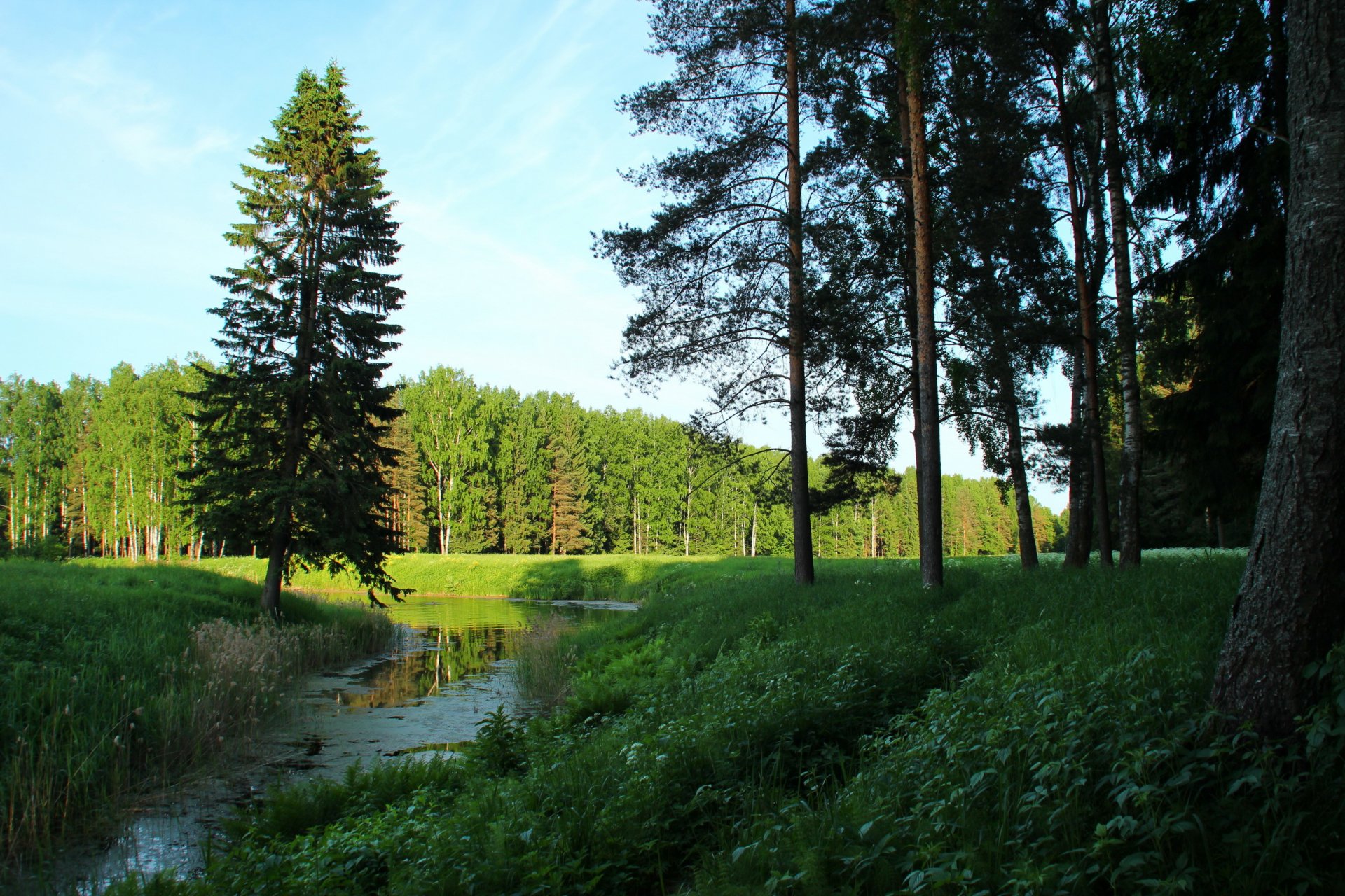 paesaggio san pietroburgo pavlovsk alberi natura