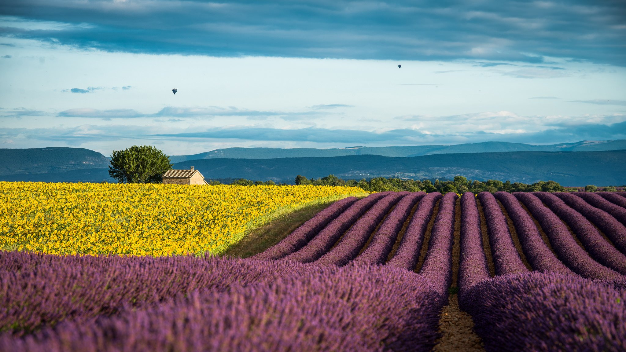 francia provenza campos lavanda girasoles verano julio