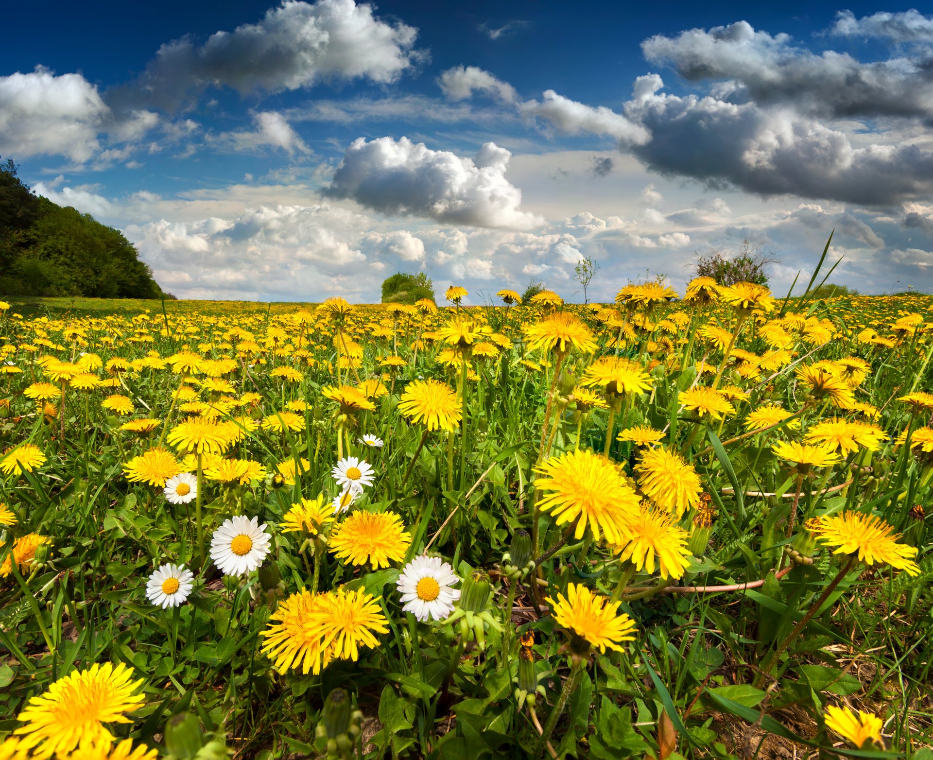 nature pré champ pissenlits fleurs printemps ciel