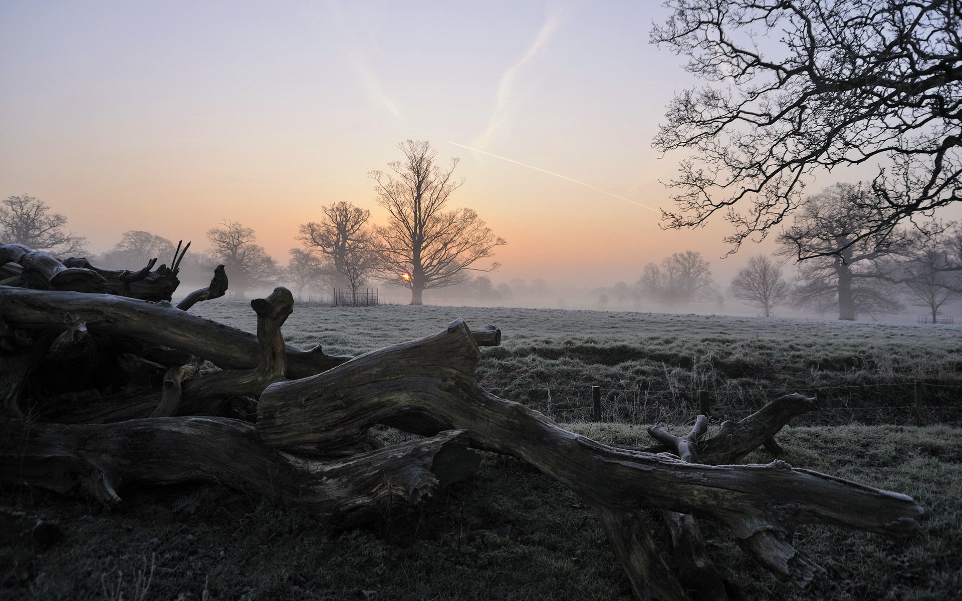 mattina alberi campo nebbia