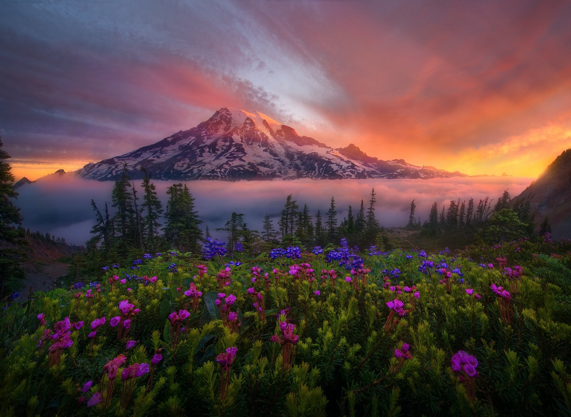 mountain snow valley dawn flower nature