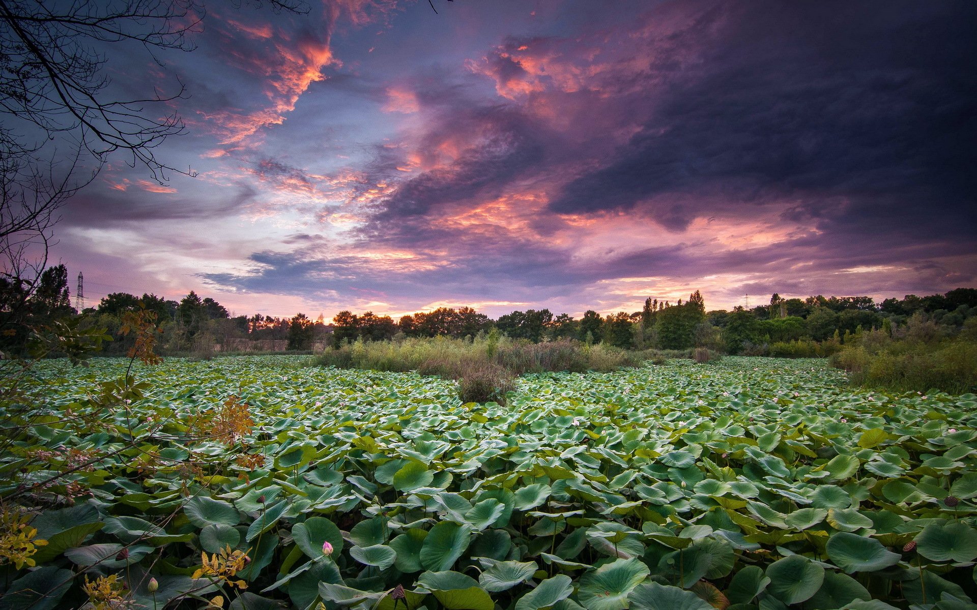 campo puesta de sol paisaje