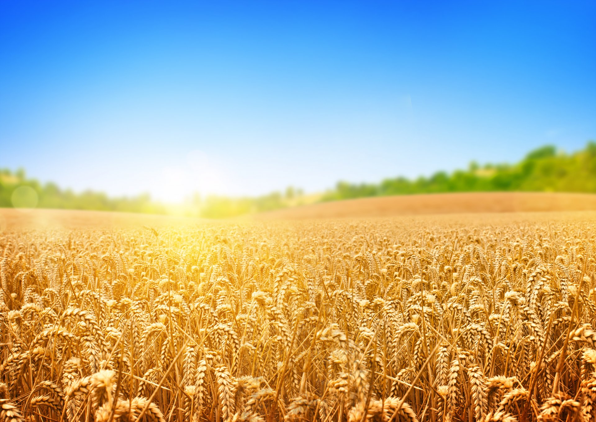 the field wheat tree sun ray