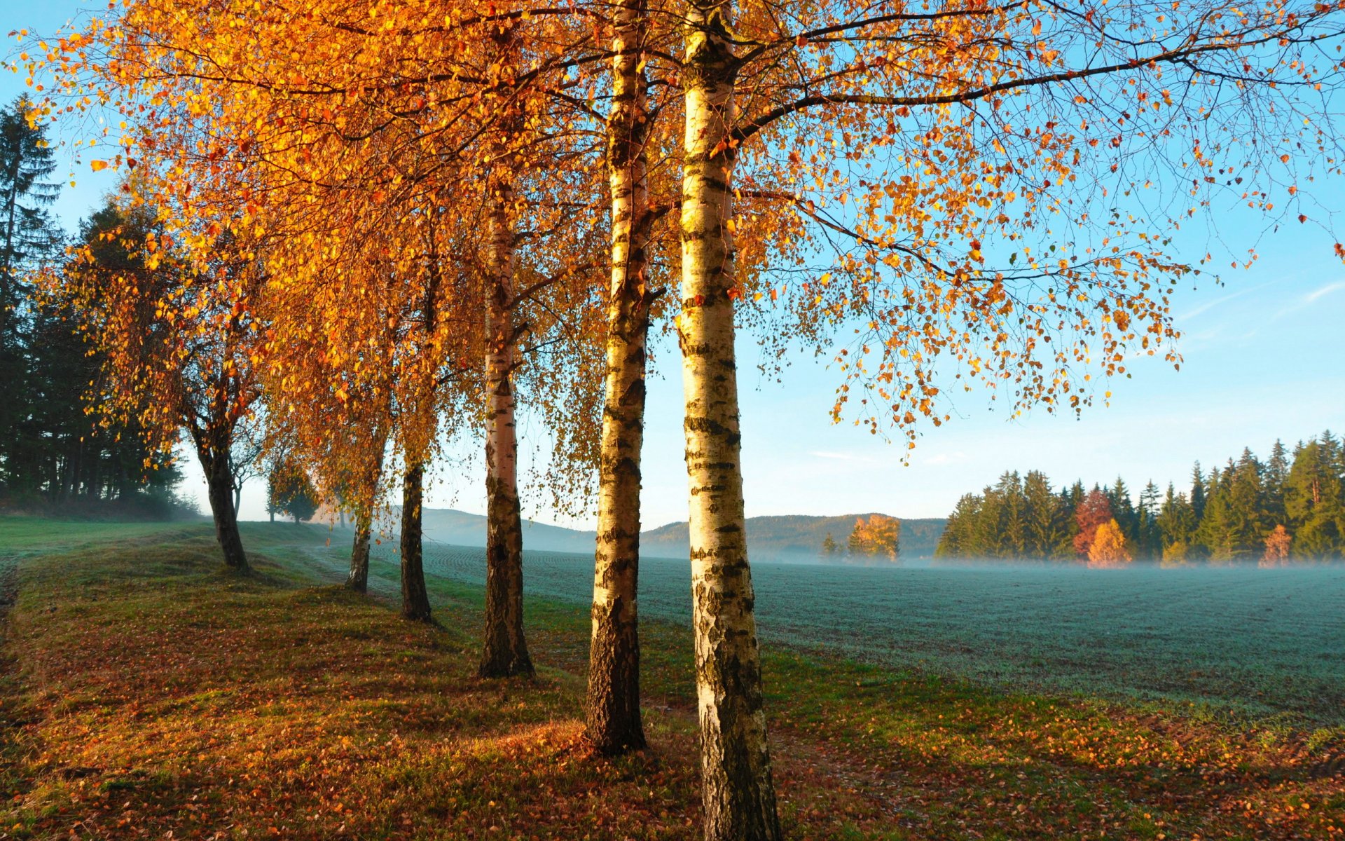 automne arbres champ matin