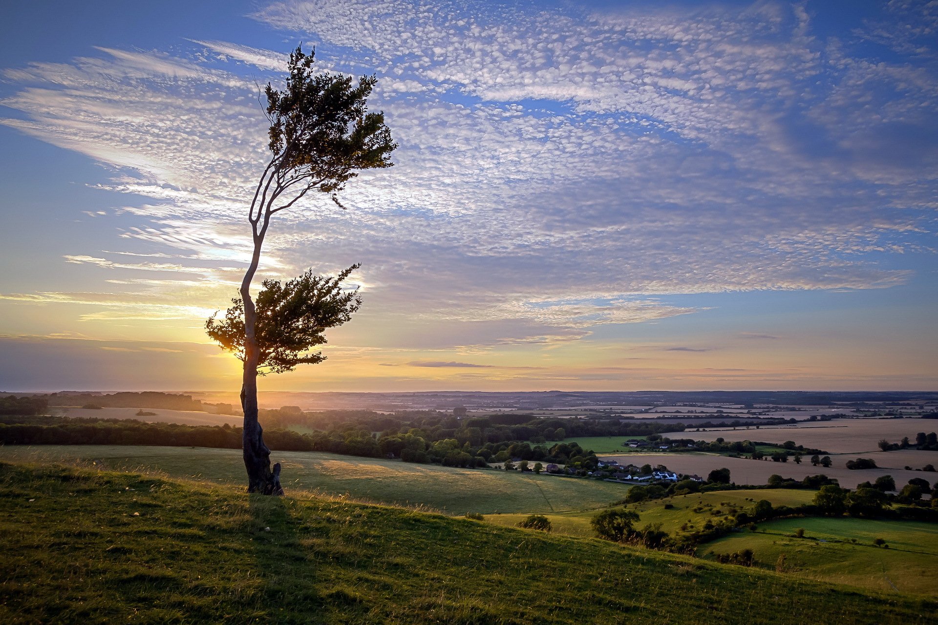 tramonto albero campo paesaggio