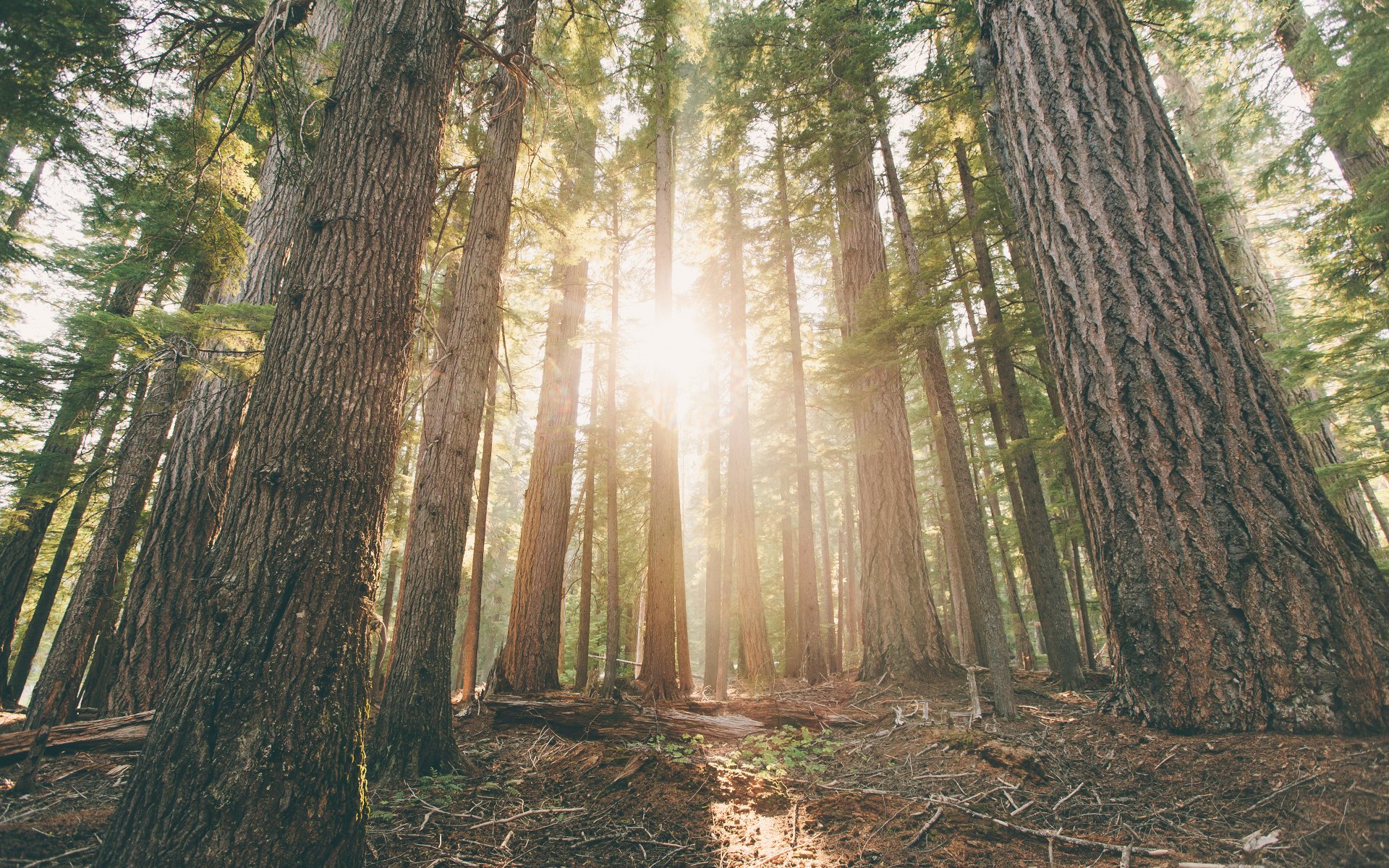 hamakera woods oregon las świt sosny drzewa