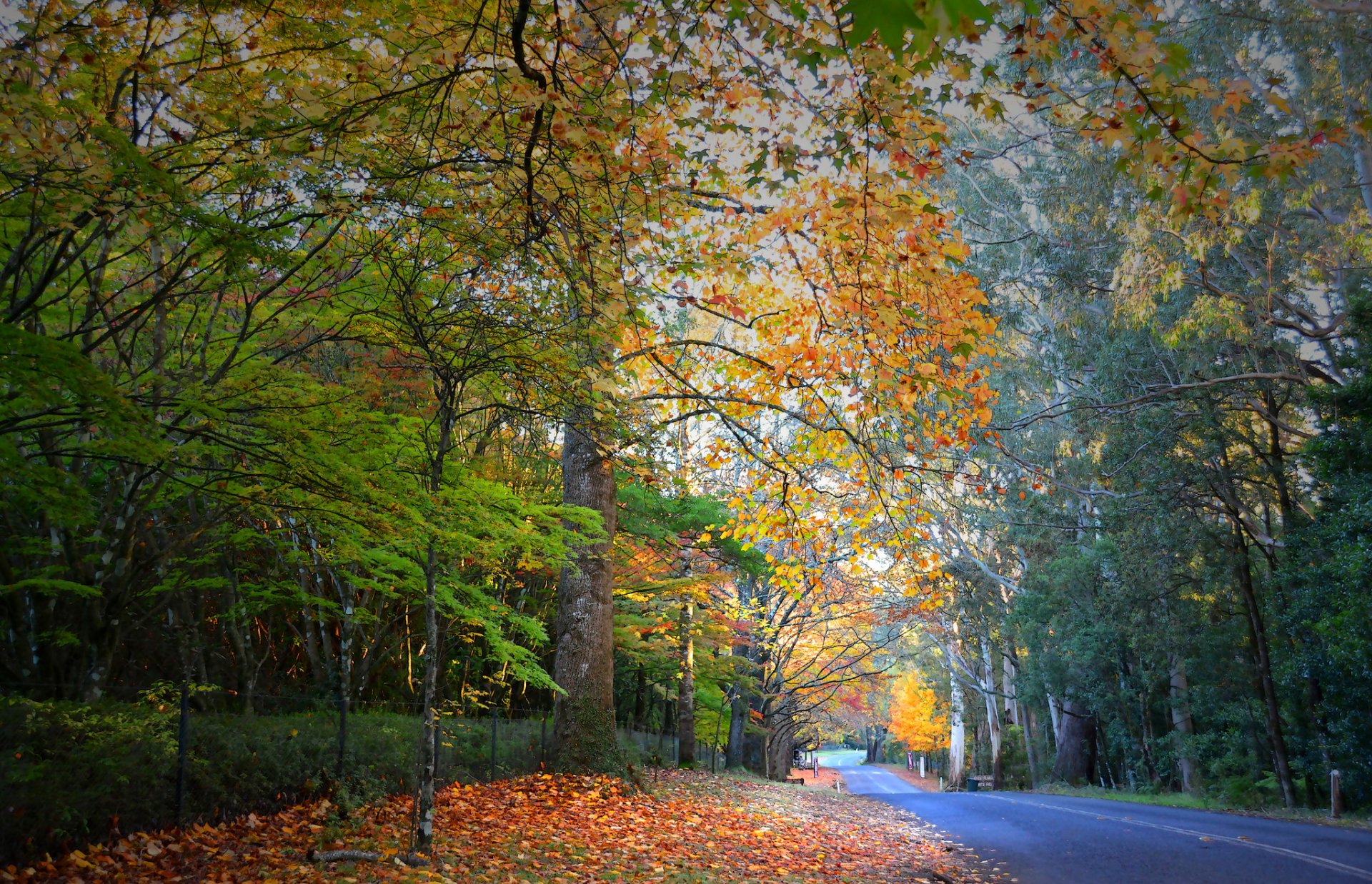 forest tree road leaves autumn
