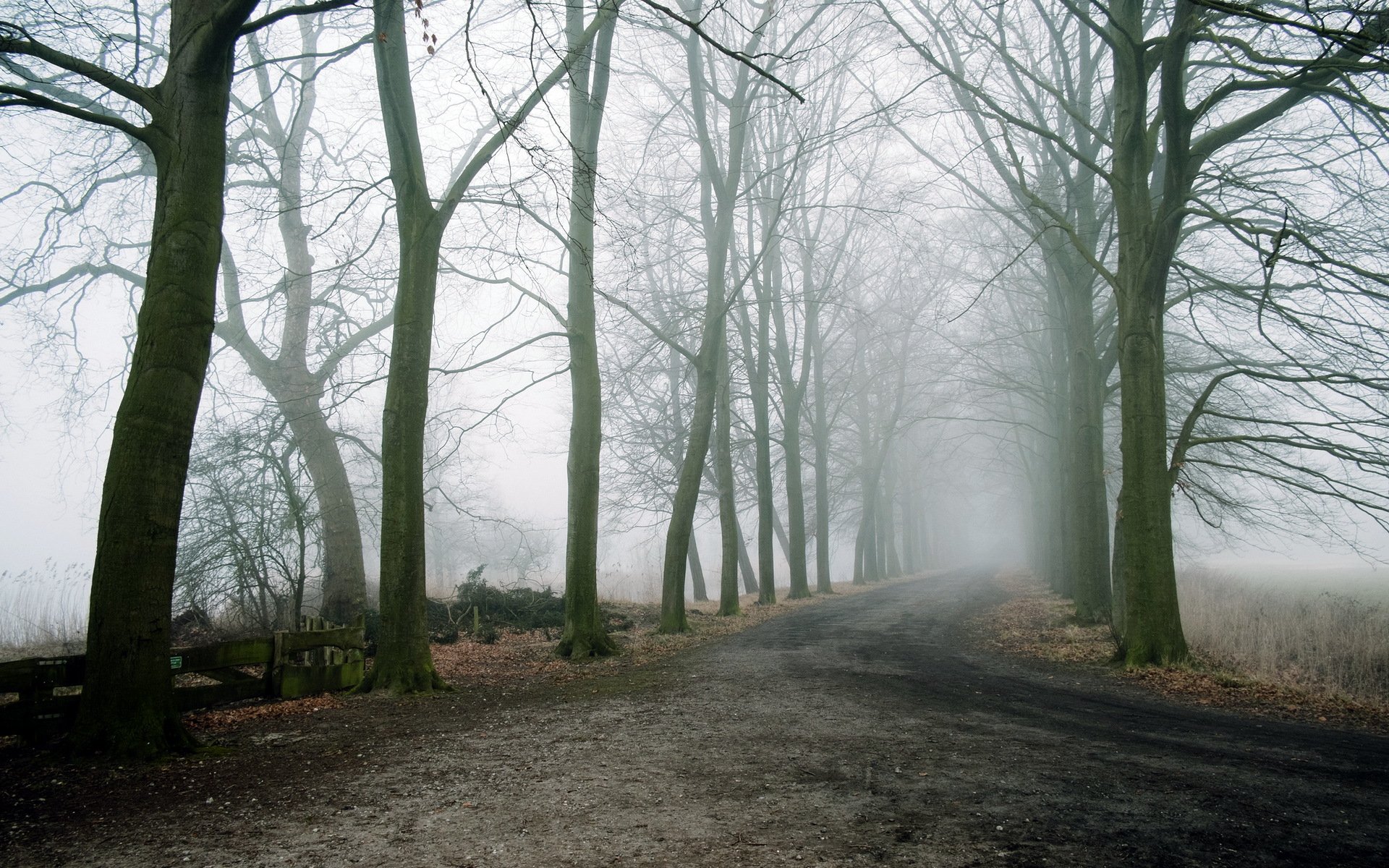 route arbres brouillard paysage