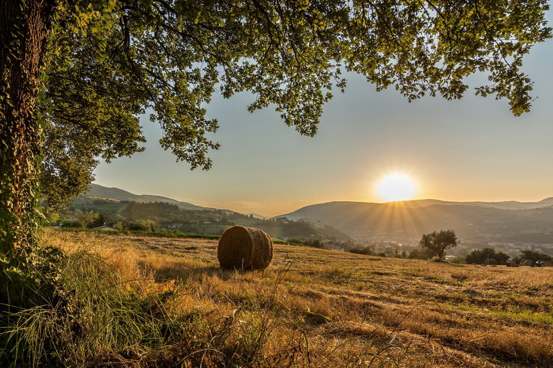 italie province de macerata commune de san severino marches arbre champ collines soleil