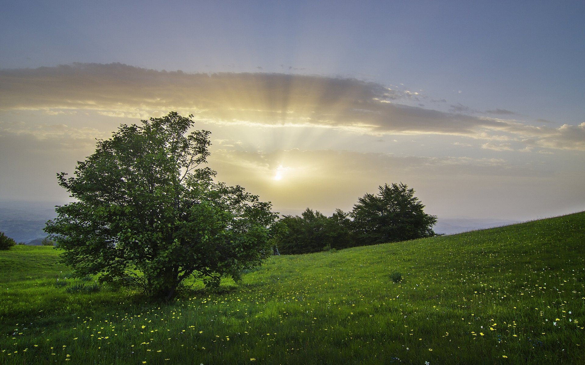 bolognola marche italia bolognola alberi cespugli prato