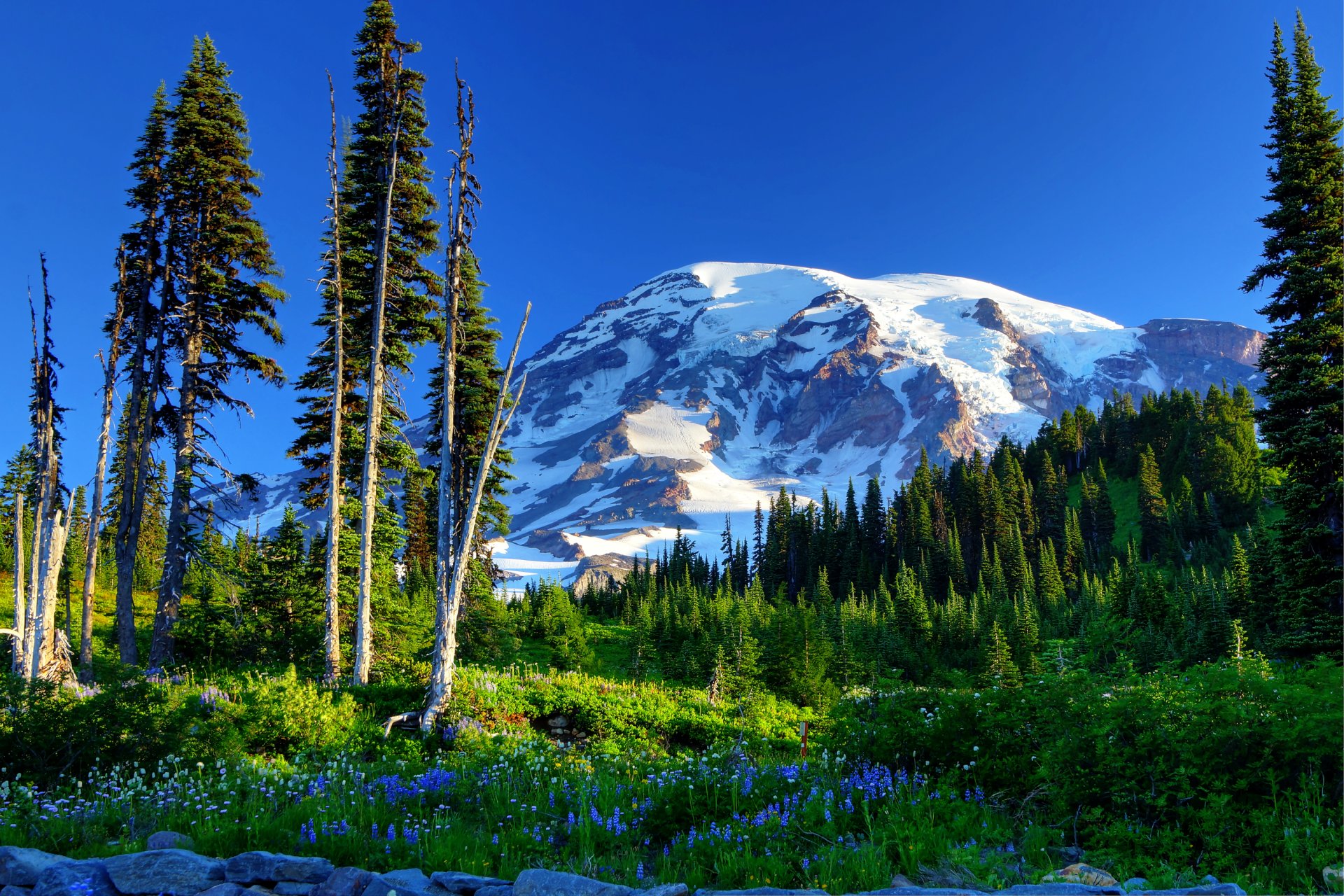 mount rainier national park united states sky tree mountain snow spruce slope grass flower