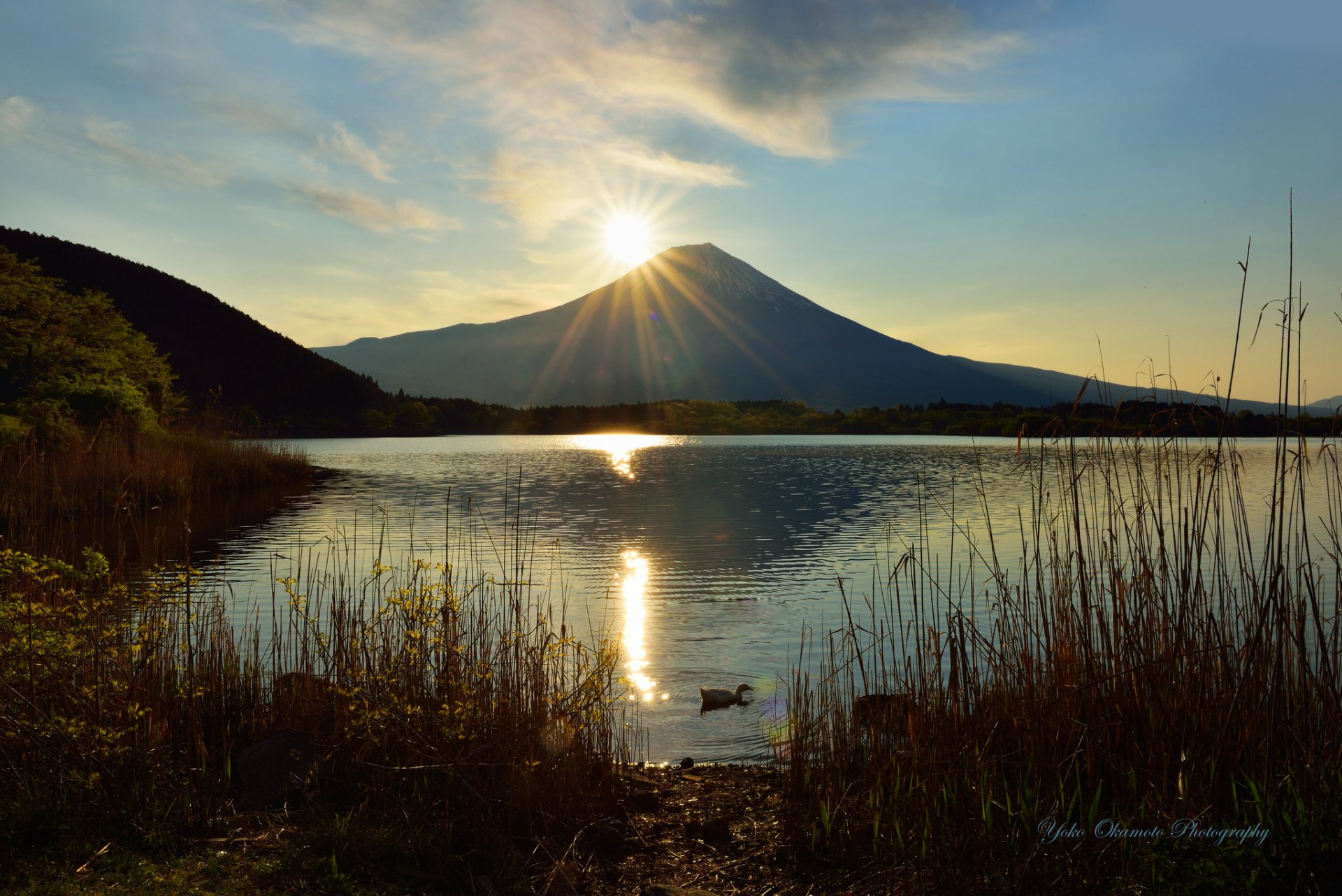 yoko okamoto vulcano lago canne anatra sole