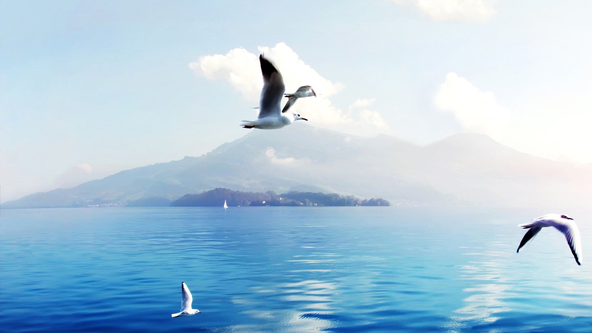 ea ocean seagull wings water surface ripple the distance horizon land mountain sky clouds bird