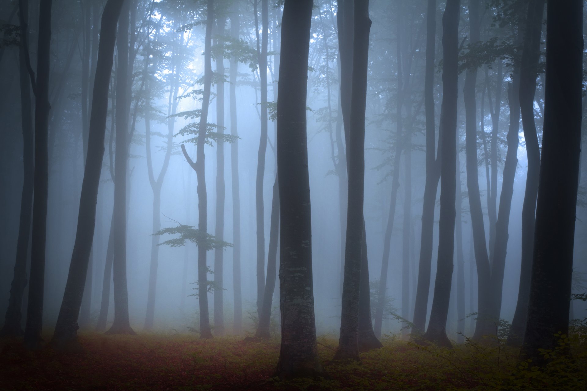 landschaft natur wald bäume nebel