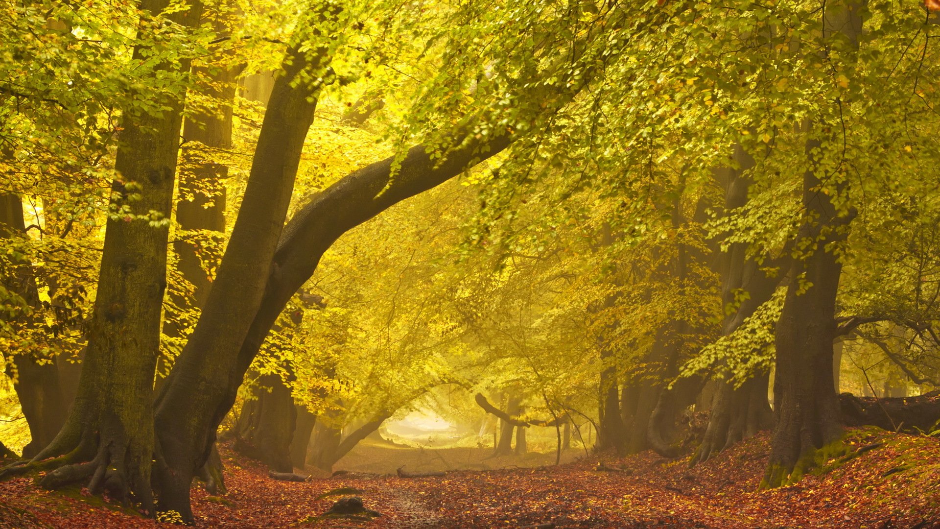 autumn road fog landscape