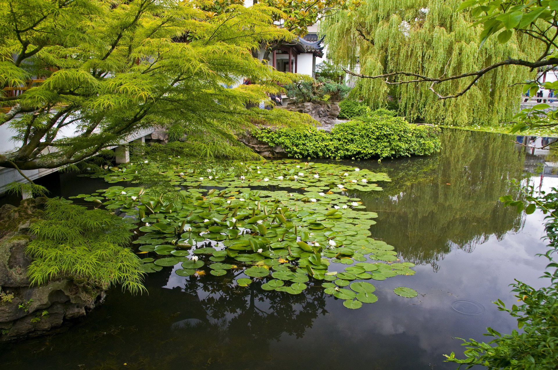 giardino ninfee stagno rami natura foto