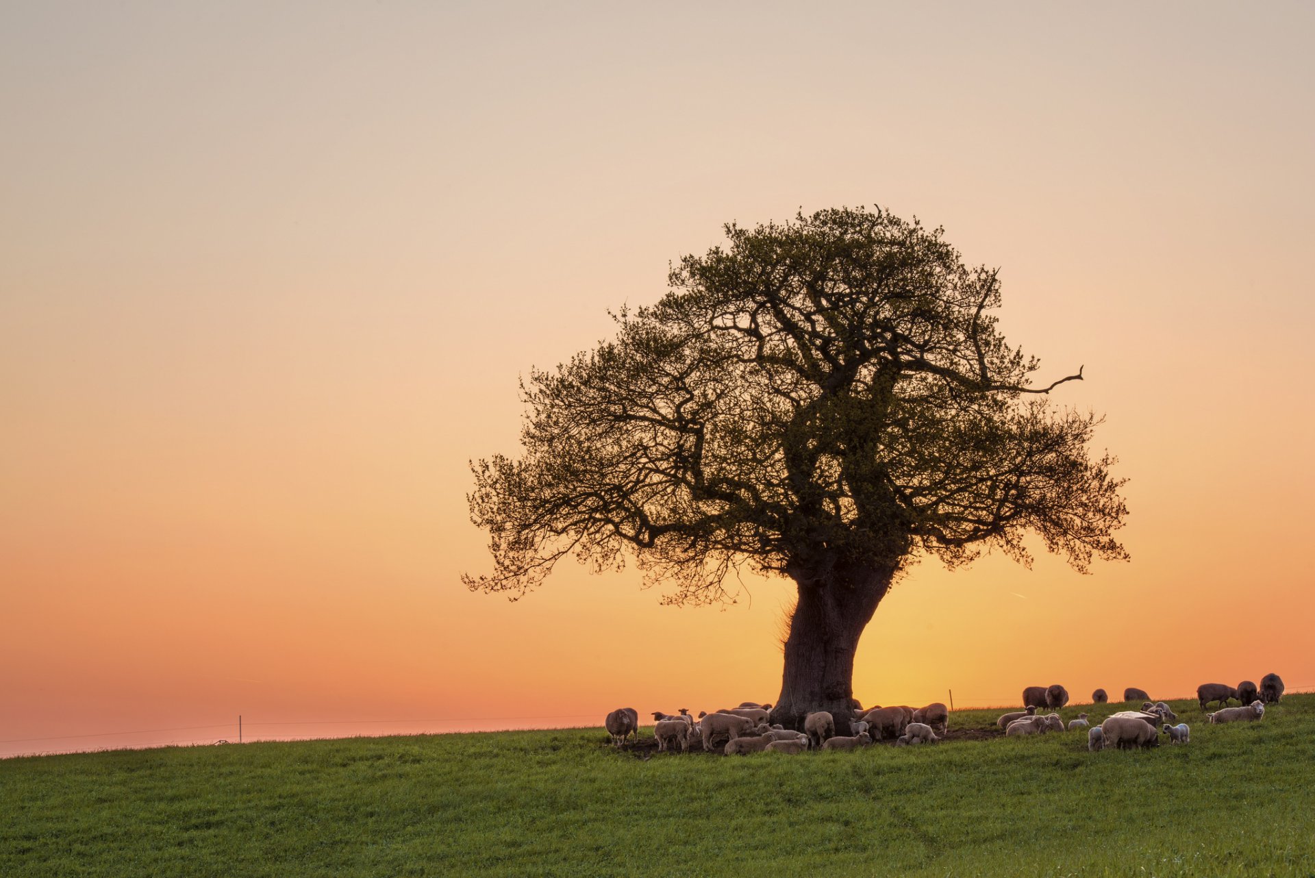 champ arbre couronne soirée rose coucher de soleil ciel moutons en vacances troupeau pâturage herbe