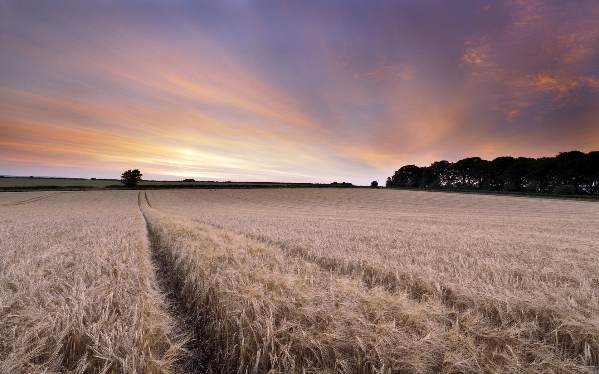 unset the field ears landscape