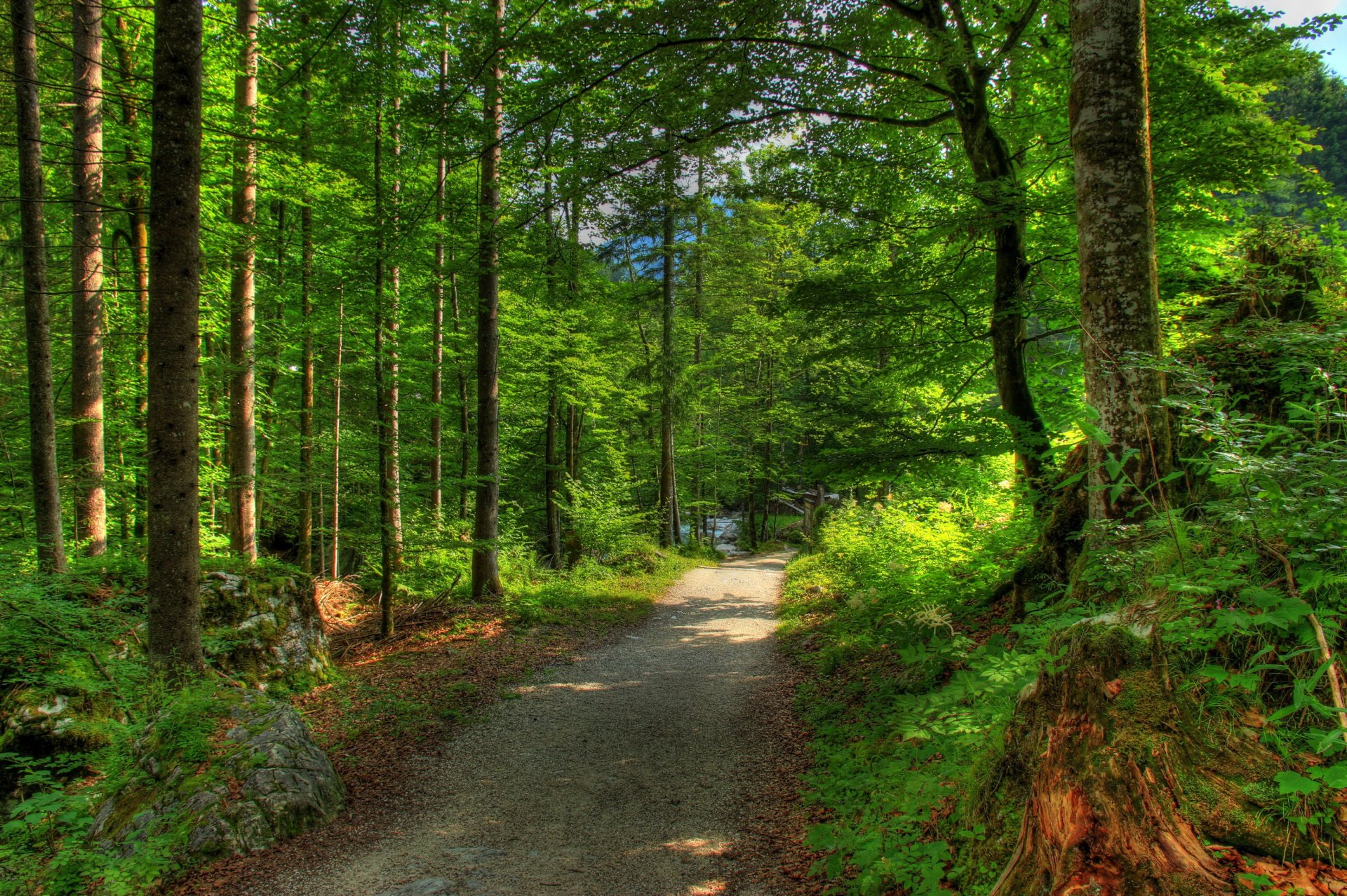 wald deutschland bayern bäume straße natur foto