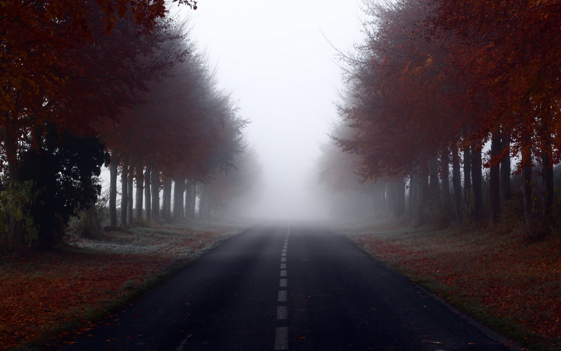 route arbres brouillard paysage