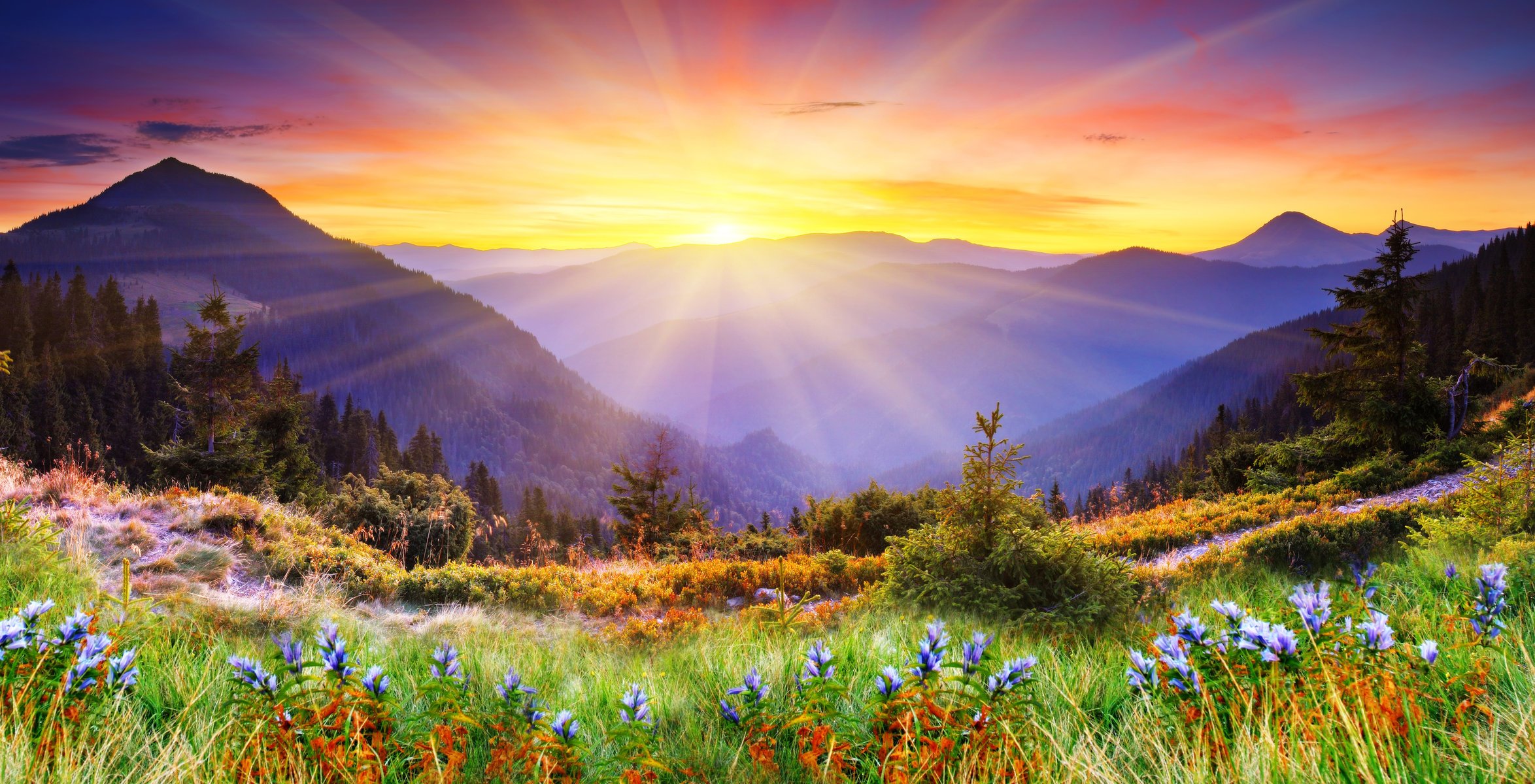 natur landschaft berge bäume fichte wiese gras blumen