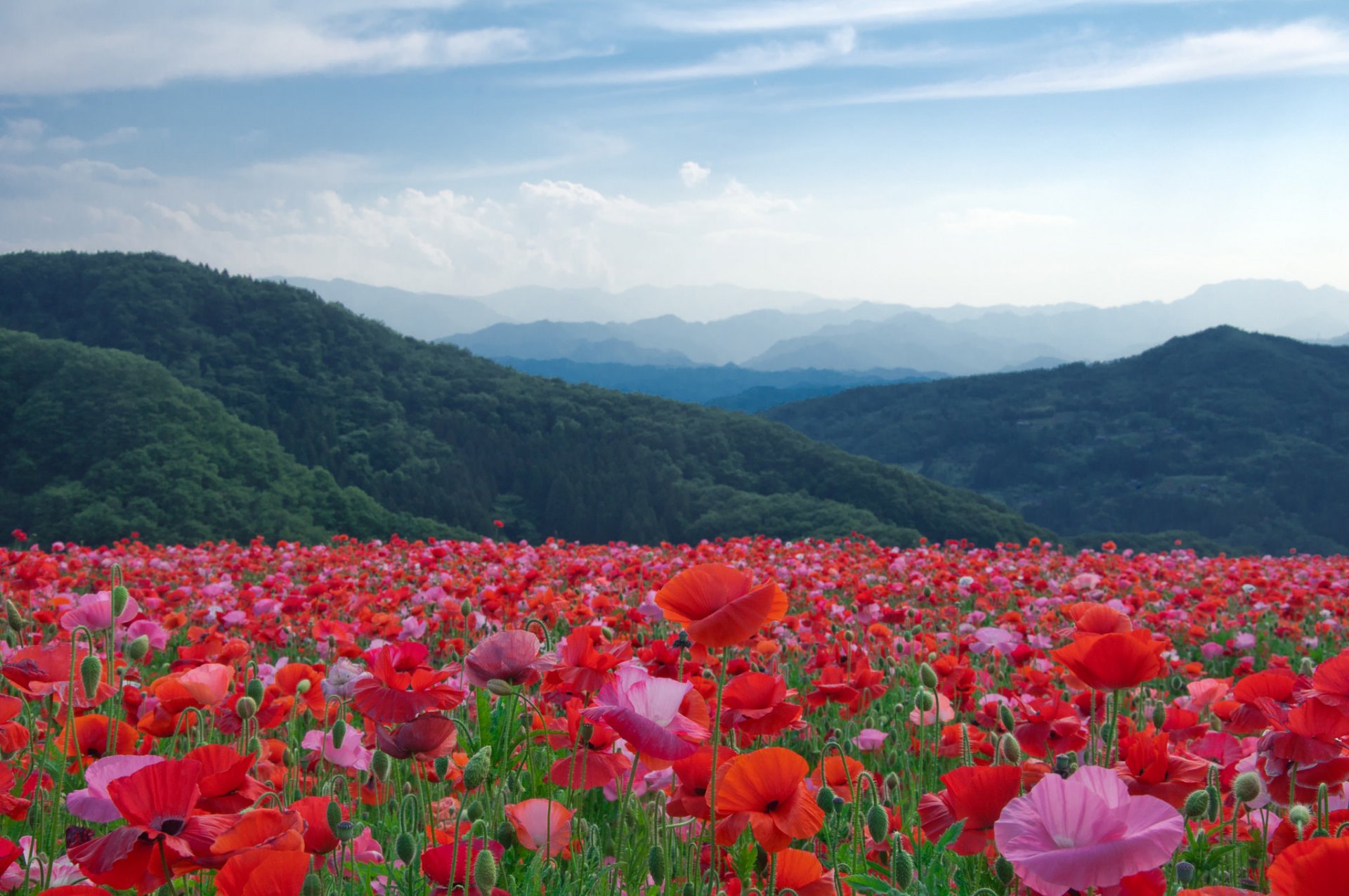 nature paysage montagnes arbres pré fleurs coquelicots