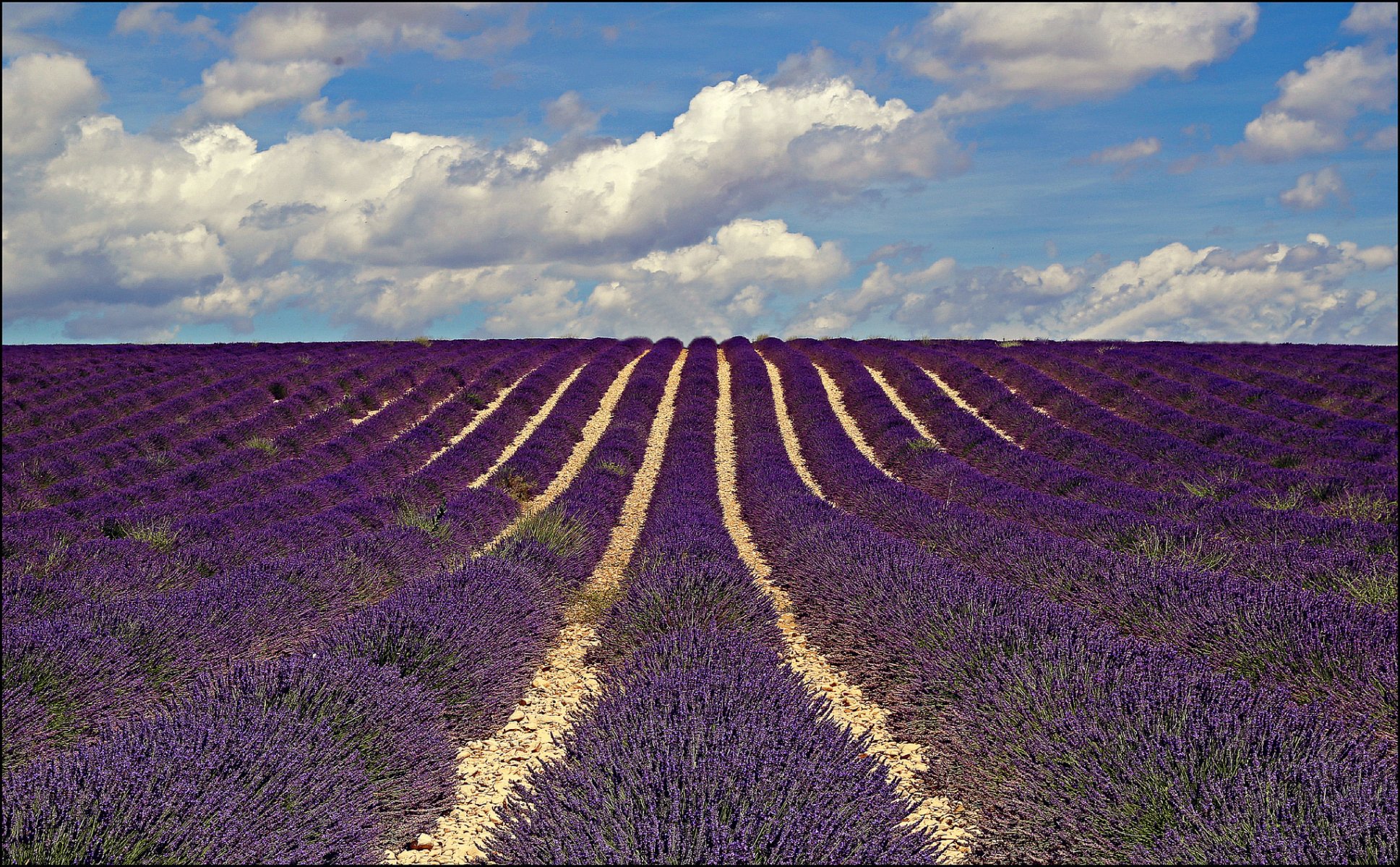 francia provenza campo fiori lavanda