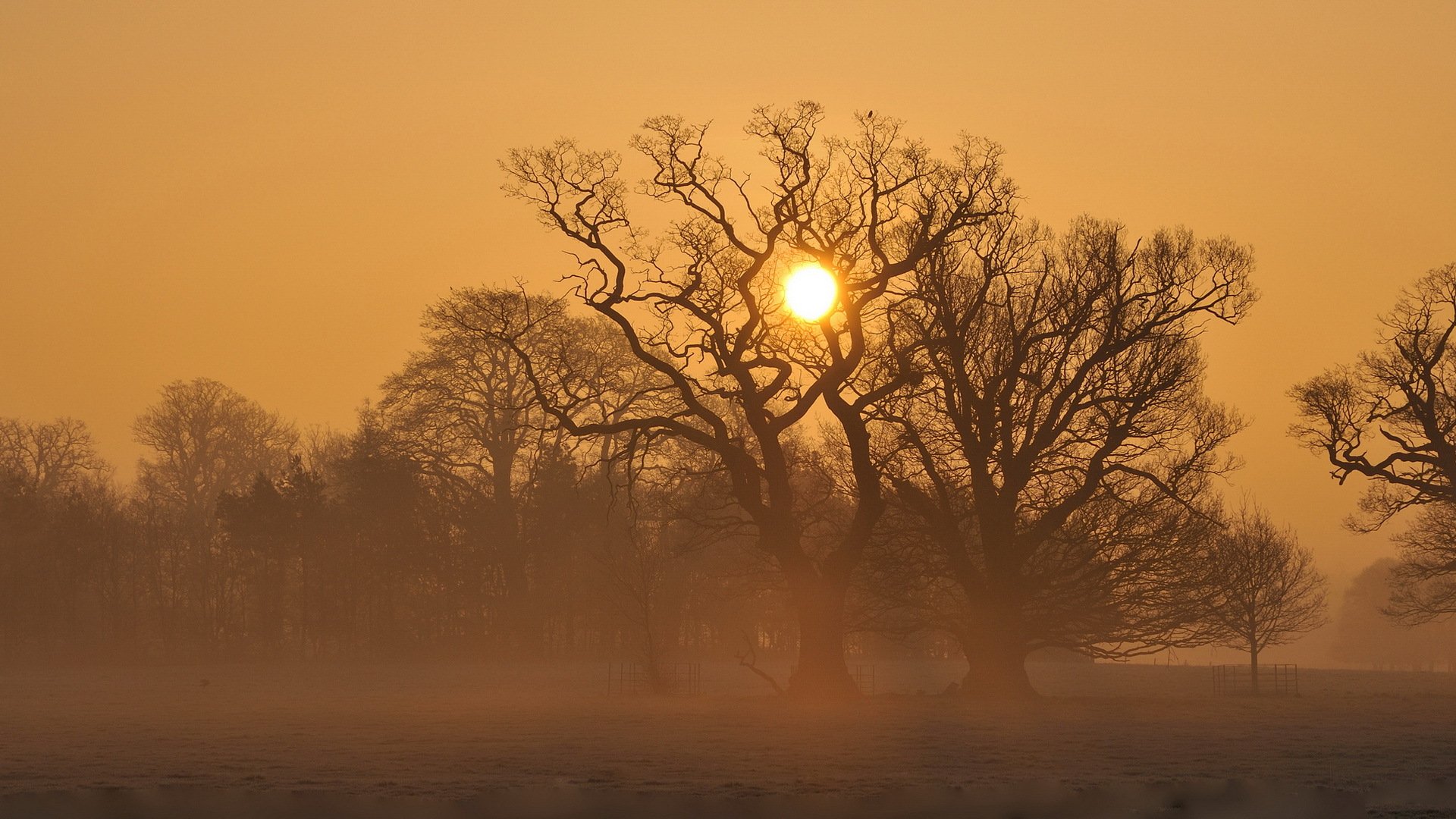 coucher de soleil champ brouillard arbres