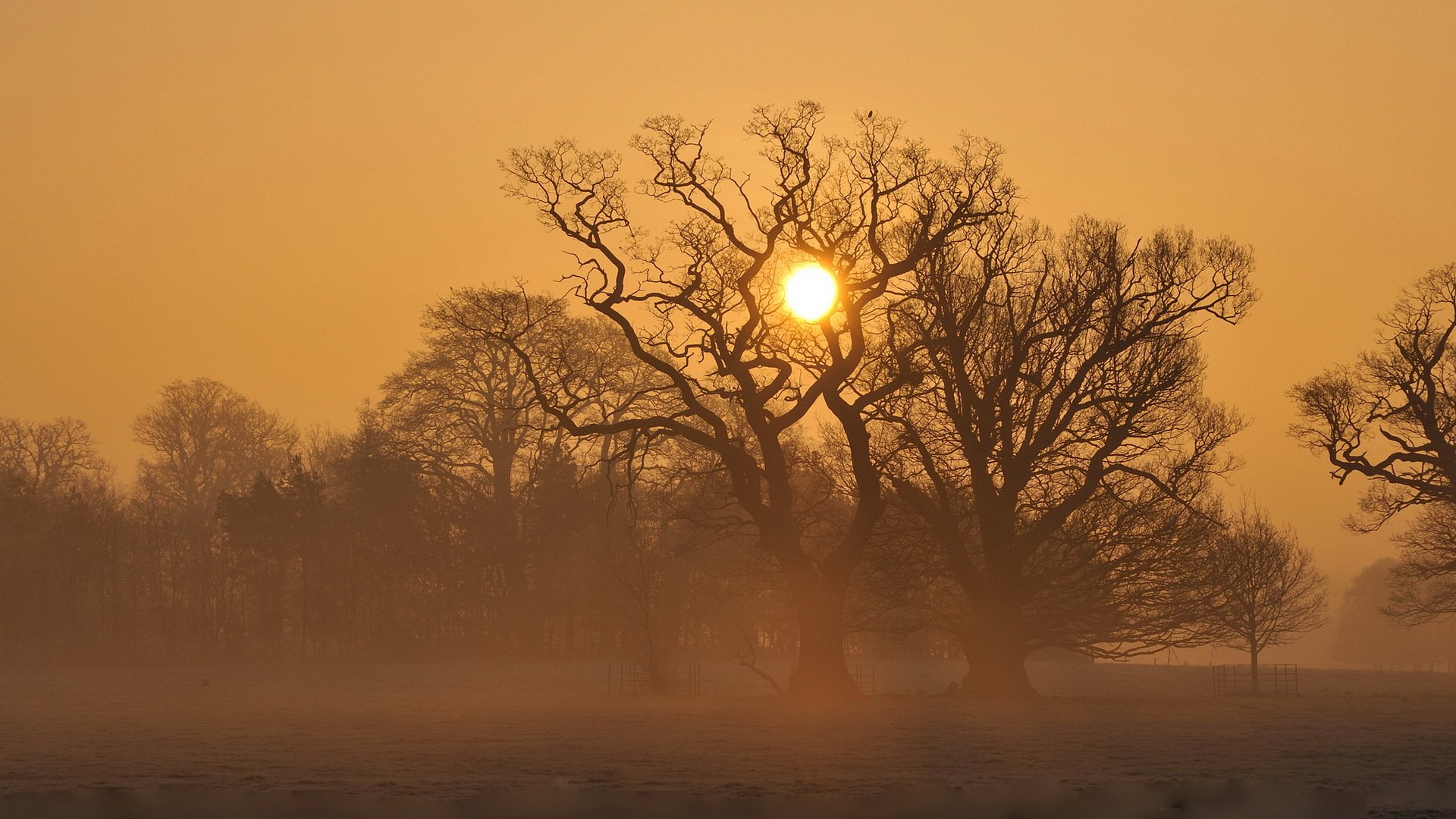 zachód słońca pole mgła drzewa