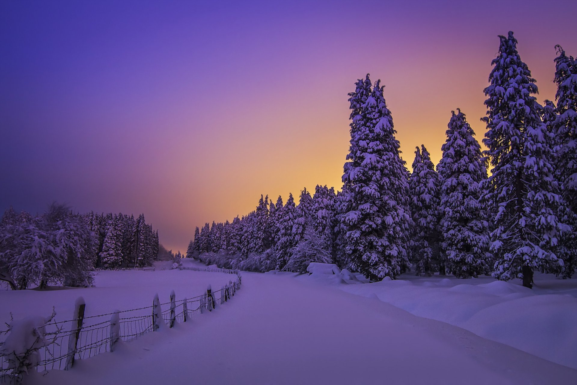 zima noc śnieg las