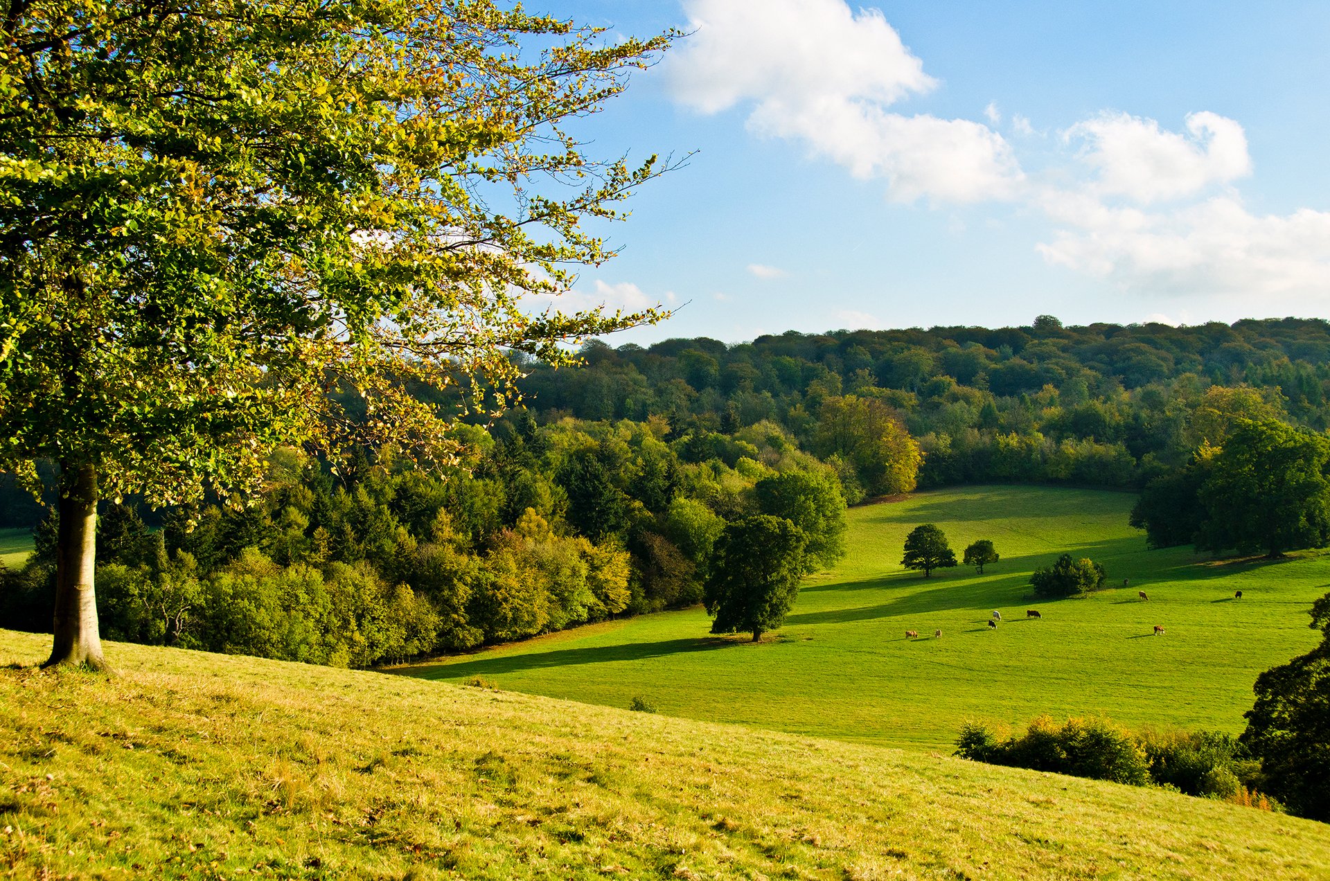 cielo foresta albero prato erba pendenza mucca