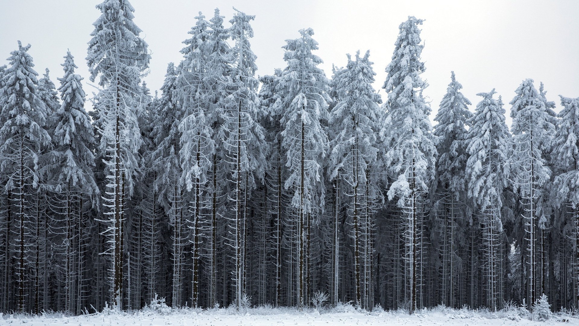 inverno foresta paesaggio