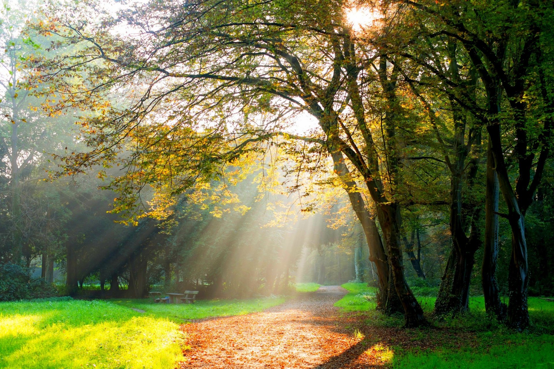 blätter bäume wald park gras straße farben herbst zu fuß hdr natur bank bank