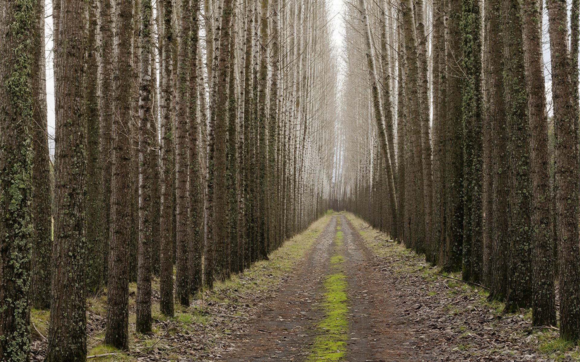 camino árboles paisaje