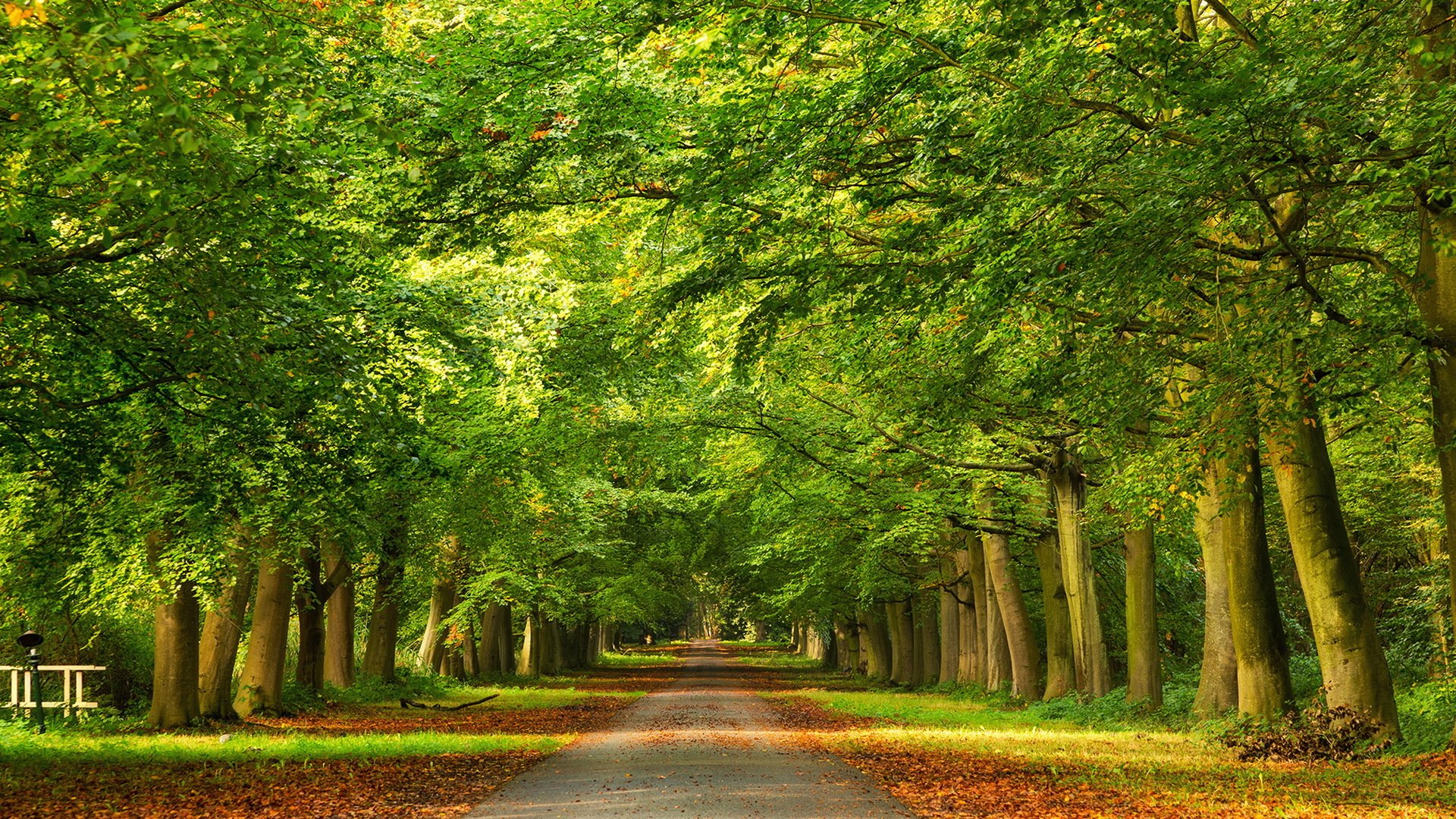 strada alberi autunno